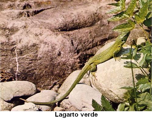 Lagarto verde.jpg